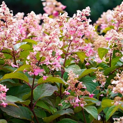 Hortenzia metlinatá - Hydrangea paniculata 'Wim´s Red'  Co3L 30/40