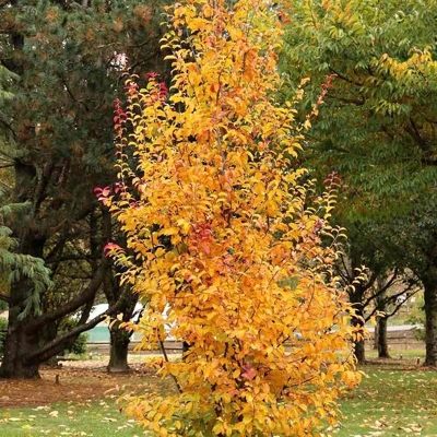 Parrotia persica Co10L  100/125