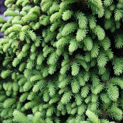 Smrek obyčajný - Picea abies ´Little gem´  Co2L 15/20