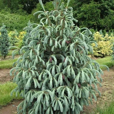 Smrek obyčajný - Picea abies ´Little gem´  Co2L 15/20