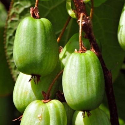 Actinidia deliciosa - Kiwi 'Jenny' Co3L 70/80 - samosprašná