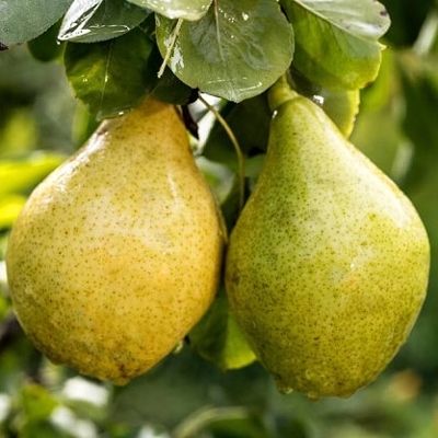 Hruška jesenná - Pyrus communis 'Konferencia' - jesenná Co7.5L