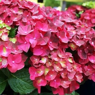 Hortenzia kalinolistá - Hydrangea macrophylla ´Bright White´ Co5L  30/40