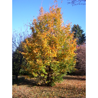 Parrotia persica Co10L  100/125