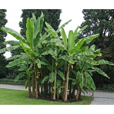 Banánovník - Musa Basjoo - 150/200cm