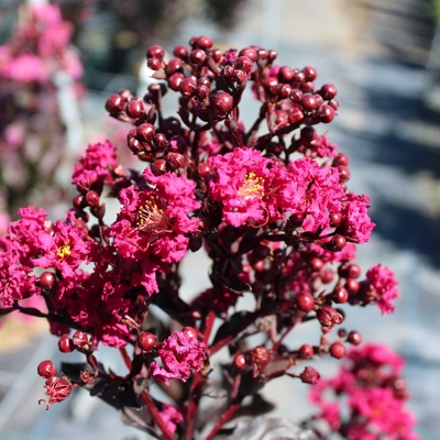 Myrta krepová fialová - Lagerstroemia indica ´Black Solitaire Purely Purple´ Co10L 70/90