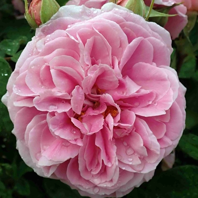 Ruža popínavá -voňavá - Rosa ´EDITH PIAF ®´ Co5L 180/200