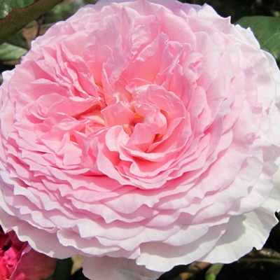 Ruža popínavá -voňavá - Rosa ´EDITH PIAF ®´ Co5L 180/200