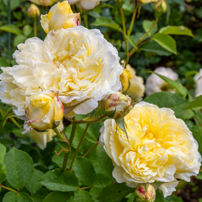 Ruža popínavá -voňavá - Rosa ´EDITH PIAF ®´ Co5L 180/200