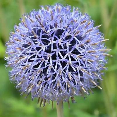 Ježibaba - Echinops bannaticus ´Blue Glow´