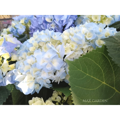 Hortenzia kalinolistá - Hydrangea macrophylla ´River Pink´ Co5L  25/30