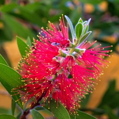 Tyčinkovec, krásnokvet - Callistemon citrinus ´Red Cluster´ 30/40 Co4L
