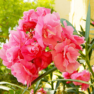 Oleander obyčajný  - Nerium oleander Pink Co9L 40/60