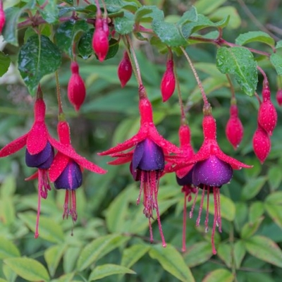 Fuchsia ´Tom Thumb´ Co2L