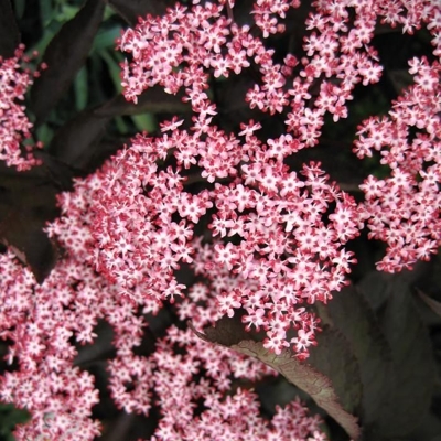 Baza čierna - Sambucus nigra ´Black Beauty´ - 70+cm