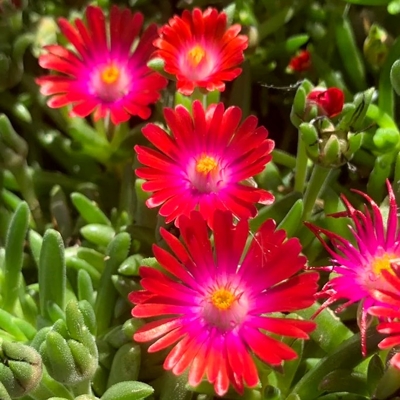 Delosperma ´Jewel of Desert Garnet´