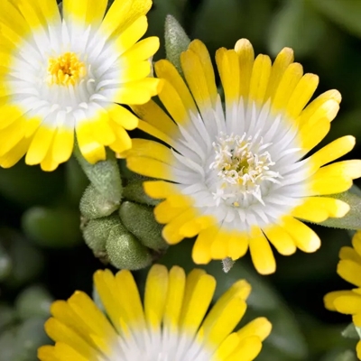 Delosperma ´Jewel of Desert Peridot´