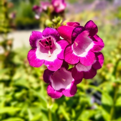 Penstemon hartwegii ‘Violet’