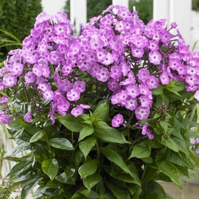 Flox metlinatý - Phlox paniculata ´Famous Purple´