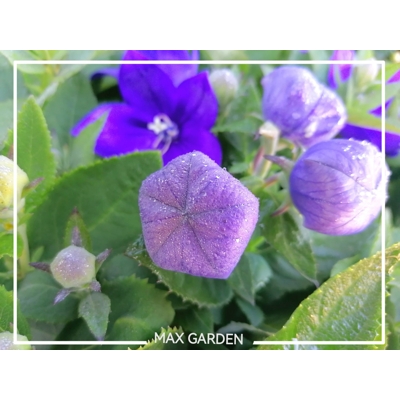 Platycodon grandiflorus 'Astra Blue'  P12