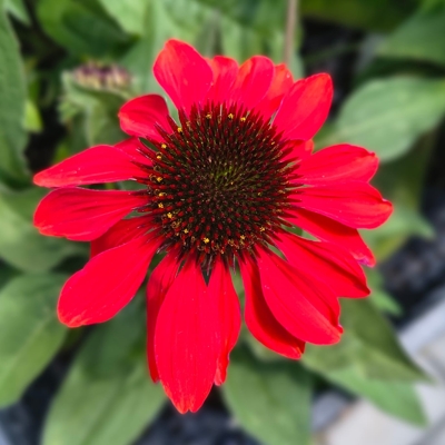 Echinacea purpurea ´Sombrero Sangita´