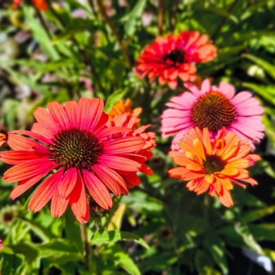 Echinacea SunSeekers ´Orange´
