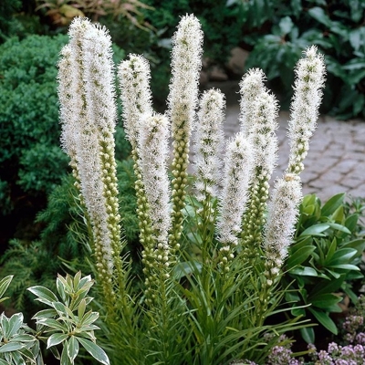 Liatra klasnatá - Liatris spicata ´White´