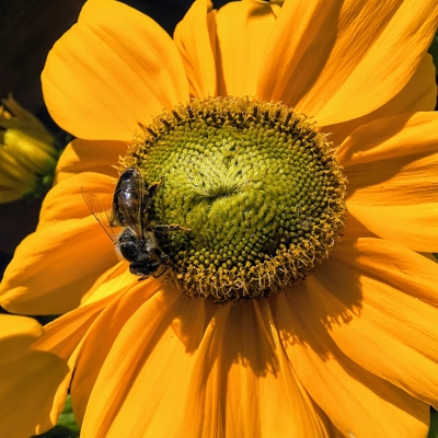 Rudbekia žiarivá  - Rudbeckia Sunbeckia ´Ophelia´