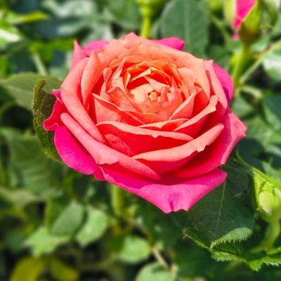 Rosa Kordana