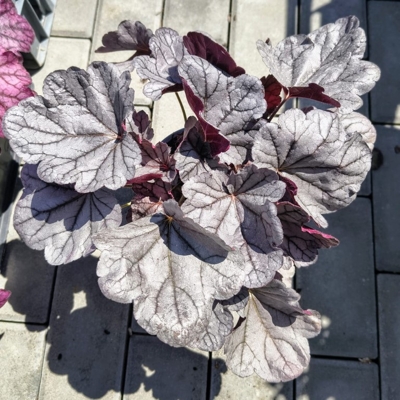 Heuchera ‘Silver Gumdrop’ – strieborná trvalka s ružovým kvetom