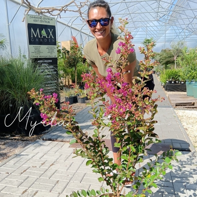 Lagerstroemia indica ‘Violet d’Été’ – fialová myrta krepová 