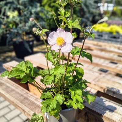 Anemone hupehensis – jesenná veternica s jemnými kvetmi