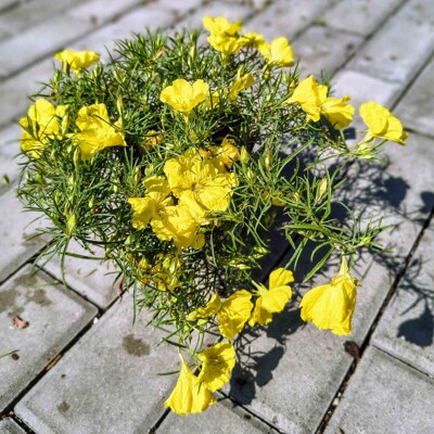 Oenothera speciosa ‘African Sun’ – žltá pupalka do slnečných záhonov