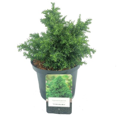 Cryptomeria japonica ‘Yokohama’ – zakrslá guľovitá kryptoméria