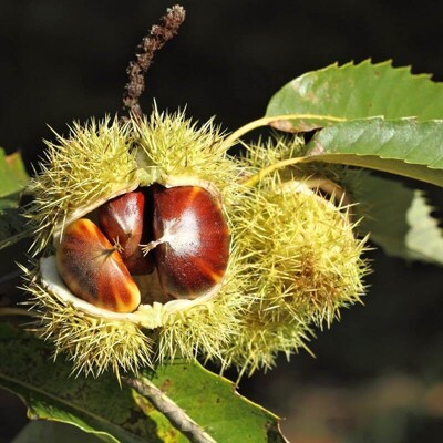 Castanea sativa ´Bouche de Bétizac´ – jedlý gaštan | Veľkoplodá odroda gaštanu