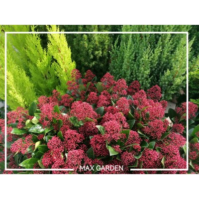 Skimia japonská 'Rubella' | Skimmia japonica | Okrasný krík na zimu | maxgarden.sk