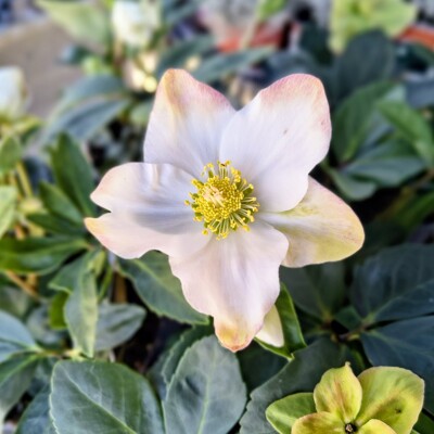 Čemerica čierna 'Advent Star' – Predaj, Helleborus, zimné kvitnutie, snehobiela, mrazuvzdorná