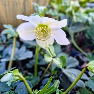 Helleborus 'Little Star' – Predaj, vianočná ruža, skoré kvitnutie, biela trvalka, mrazuvzdorná