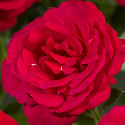 Ruža 'Red Flame' na špalieri – Predaj, intenzívna červená, opakovane kvitnúca, 120x120 cm