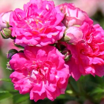 Ruža 'Super Dorothy' – Predaj, ružová, plná, odolná, kvitne až do jesene