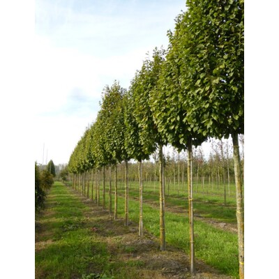 Hrab ´Lucas´ | Carpinus betulus | Stĺpovitý strom | Listnatá drevina