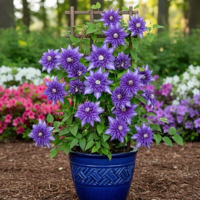 Clematis 'Multi Blue' – ikonický plnokvetý modrý plamienok