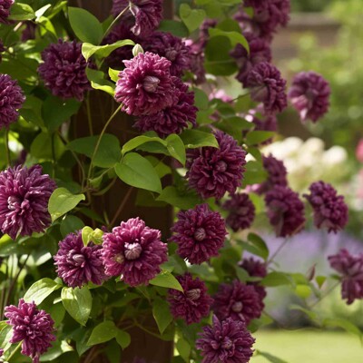 Clematis 'Purpurea Plena Elegans' – historický plnokvetý plamienok