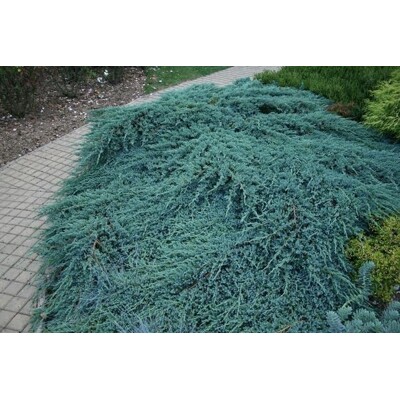 Borievka šupinatá ´Blue Carpet´ – plazivá striebristo-modrá drevina