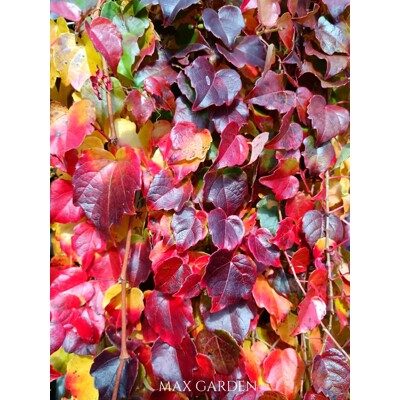 Pavinič trojlaločný - Parthenocissus tricuspidata ´Veitchii´ - 60-90cm