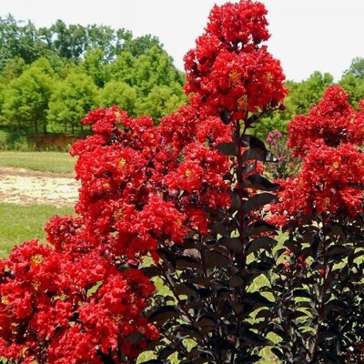 Myrta krepová ´Crimson Red´ Black Solitaire – Unikát s čiernymi listami