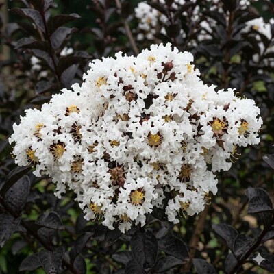 Myrta krepová ´Pure White´ Black Solitaire – Biele kvety na čiernom lístí