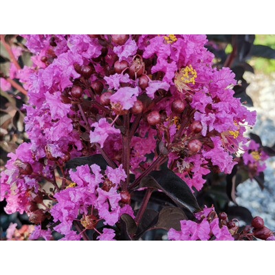 Myrta krepová Black Solitaire ´Purple Star´ – Fialové kvety a čierne listy