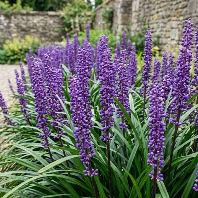 Liriope modrancovité ´Deep Purple´ – Tmavofialová trvalka do tieňa