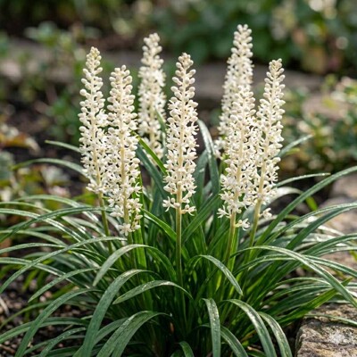 Liriope modrancovité ´Monroe White´ – Biele kvety do tieňa